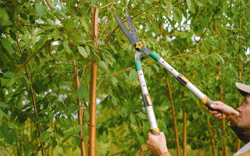 Tree trimming in Trail City, SD