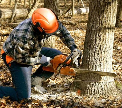 Tree Removal in Trail City, SD